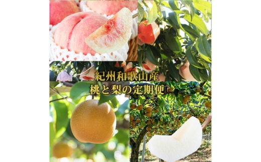 全2回 フルーツ定期便（桃 約1.8kg 7月、梨 約2kg 8月発送） ｜