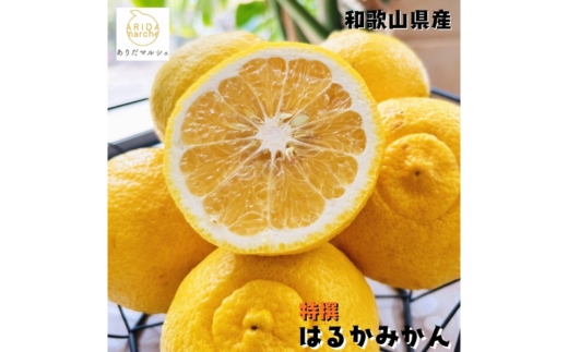 【特選】はるか 3kg ｜ 蜜柑 柑橘 果物 フルーツ くだもの 果