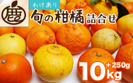 ＜1月より発送＞家庭用 柑橘詰合せ10kg+250g（傷み補償分）（