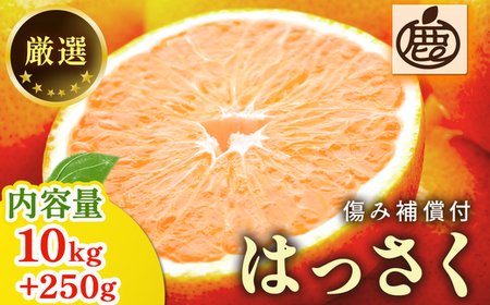 ＜1月より発送＞厳選 はっさく10kg+250g（傷み補償分） ｜ 八
