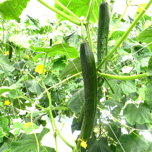 美浜町産　松きゅうり◇※2025年11月上旬～2026年6月下旬頃に