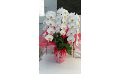 胡蝶蘭大輪系 3本立て（白色）ラッピング・立札付★ギフト