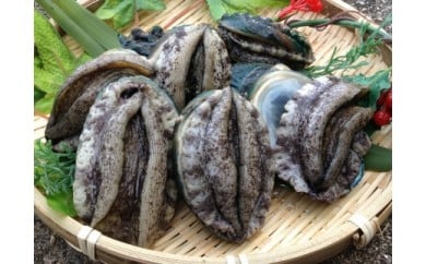 やわコリ食感紀州活アワビ【19-20個入】｜ 海産物 海鮮 魚介