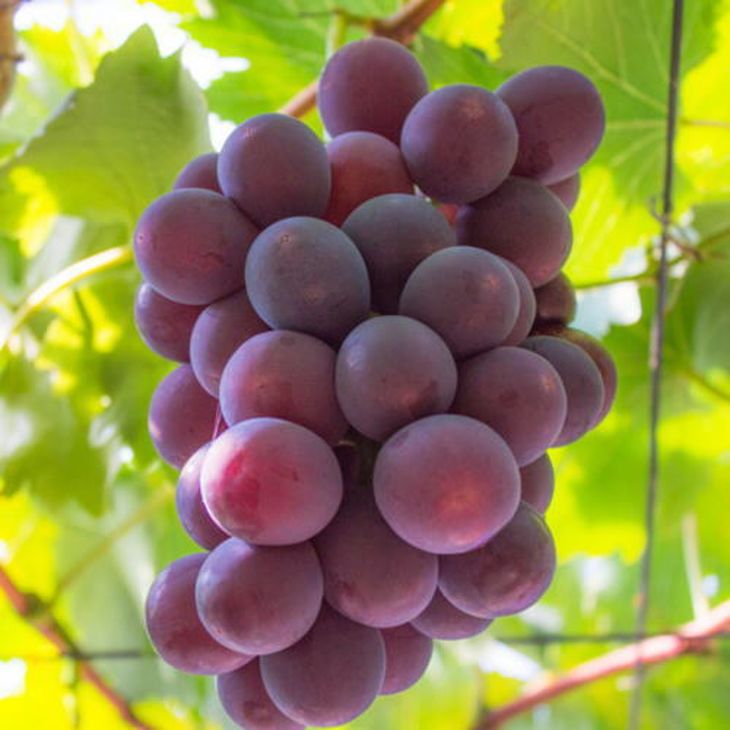 【夏秋の美味】フルーツ王国和歌山の"濃厚"種無しピオーネ