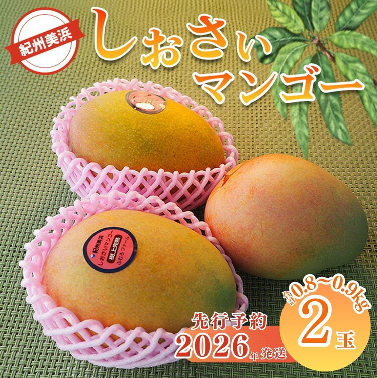 【2026年先行予約】紀州美浜しおさい マンゴー 2玉（0.8～0.9k