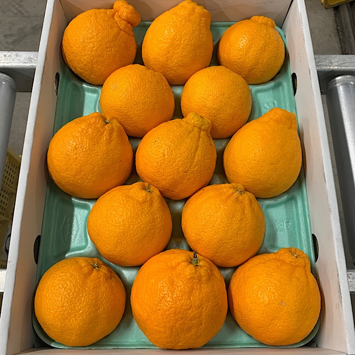 和歌山産 不知火 【9玉～15玉】化粧箱入り ※2026年2月上旬～