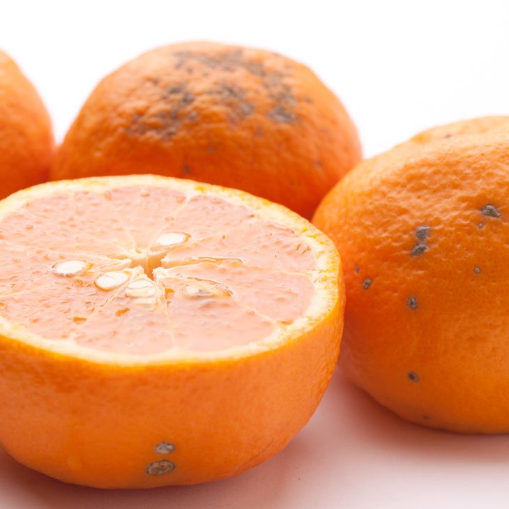 ＜4月より発送＞家庭用 カラマンダリン1kg+250g（傷み補償分