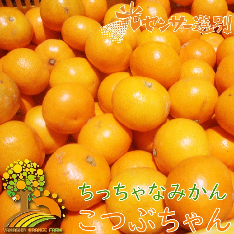 ちっちゃな 有田みかん こつぶみかん10kg （3S～Sサイズ混合