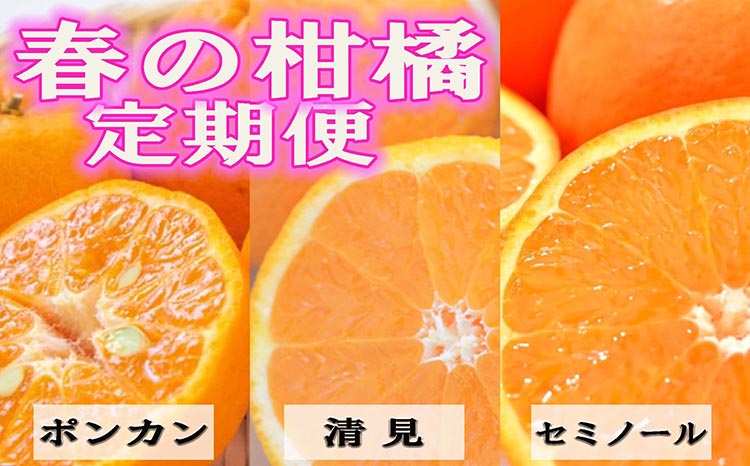 〈定期便〉【2・3・4月 全3回】和歌山の春の柑橘（ポンカン