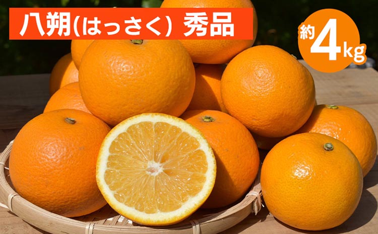 和歌山県産 八朔 4kg 秀品 ※2026年1月上旬～3月下旬頃に順次