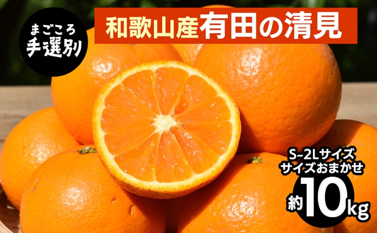 【まごころ手選別】和歌山産　有田の清見　10kg(S～2Lサイズ
