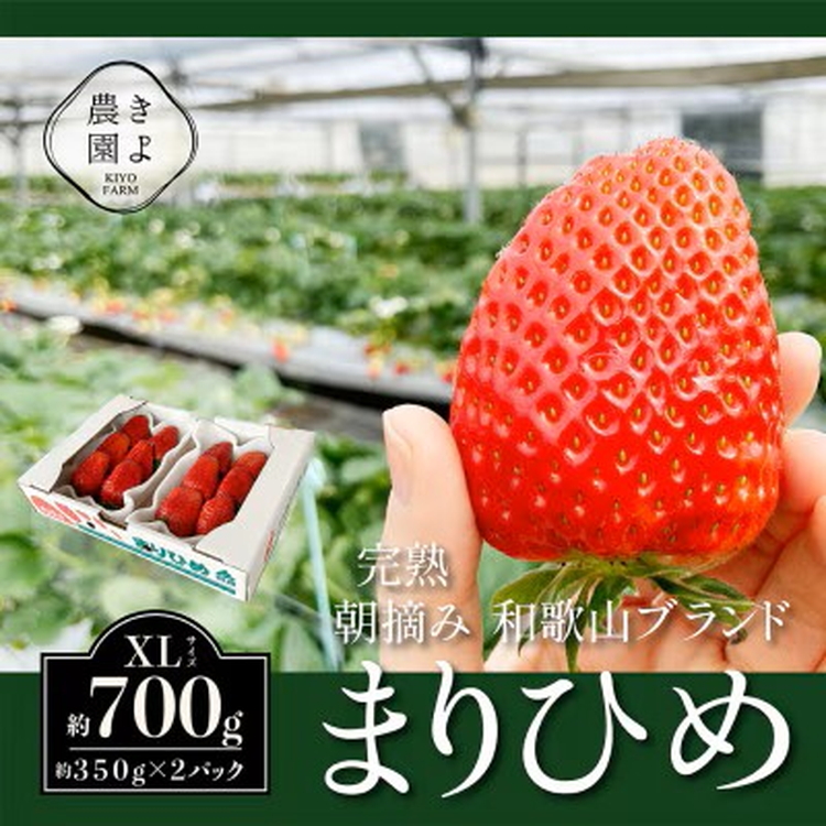 先行受付　大粒まりひめイチゴ　朝摘　6個～11個入×2パッ