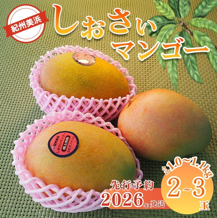 【2026年先行予約】紀州美浜しおさい マンゴー 2～3玉（1.0～