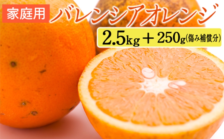 家庭用 バレンシアオレンジ2.5kg+250g（傷み補償分）