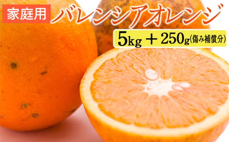 家庭用 バレンシアオレンジ5kg+250g（傷み補償分）