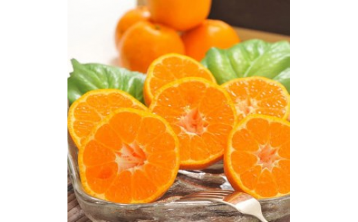 【先行予約】【冬の美味】【農家直送】濃厚ポンカン（ご