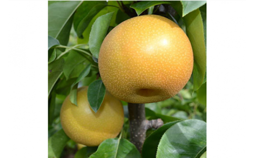 【秋の美味】和歌山の樹上成熟梨 約2kg