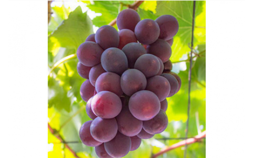 【夏秋の美味】フルーツ王国和歌山の"濃厚"種無しピオーネ