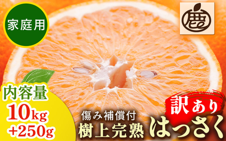 ＜4月より発送＞家庭用 樹上完熟はっさく10kg+250g（傷み補償