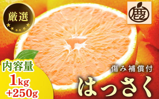 厳選 はっさく1kg+250g（傷み補償分）