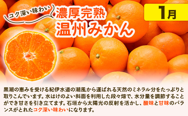 【発送月固定定期便】紀州 和歌山産 旬の ご家庭用 柑橘 セット (みかん 不知火 清見)【全３回】 計23.5kg 魚鶴商店《1月上旬-3月末頃出荷予定(土日祝除く)》 和歌山県 日高町 みかん 不知火 清見 オレンジ 柑橘 蜜柑 果物 フルーツ 訳あり ギフト 送料無料 定期便---wsh_uot123tei_25_51000_mo3num1---
