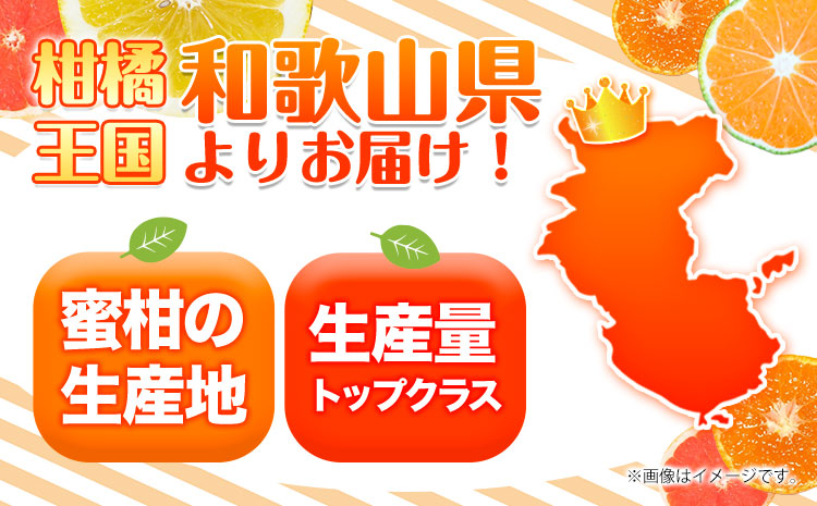 ＜先行予約＞紀州有田産ブラッド オレンジ 約 5kg【ご家庭用】 魚鶴商店《2026年3月上旬-3月下旬頃出荷》 和歌山県 日高町 紀州有田産 オレンジ みかん ご家庭用---wsh_uot133_3j3g_25_21000_5kg---