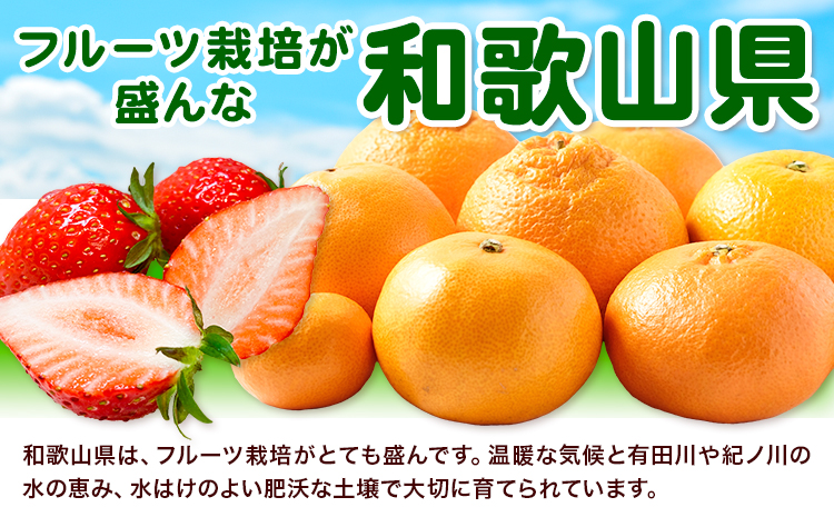 迫力満点！大粒 有田みかん 2L-4Lサイズ 約2kg 有田マルシェ《11月上旬-1月上旬頃出荷》和歌山県 日高町 みかん 大粒 有田みかん 温州みかん 柑橘 フルーツ ミカン 蜜柑---wsh_arm53_11j1j_25_6000_2kg---