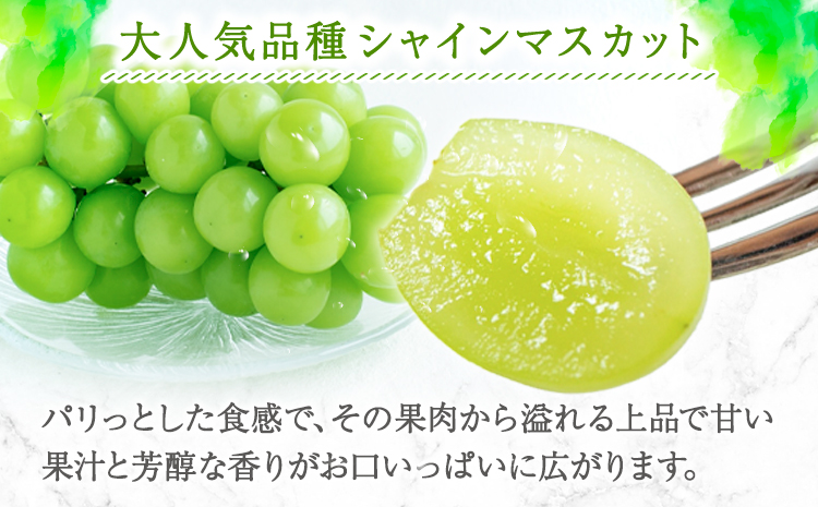 紀州和歌山産 シャインマスカット 約 1kg 魚鶴商店《8月下旬-9月上旬頃出荷(土日祝除く)》マスカット 和歌山県 日高町 贈り物 ギフト ぶどう シャインマスカット---wsh_cuot56_8g9j_24_18000_1kg---st-p