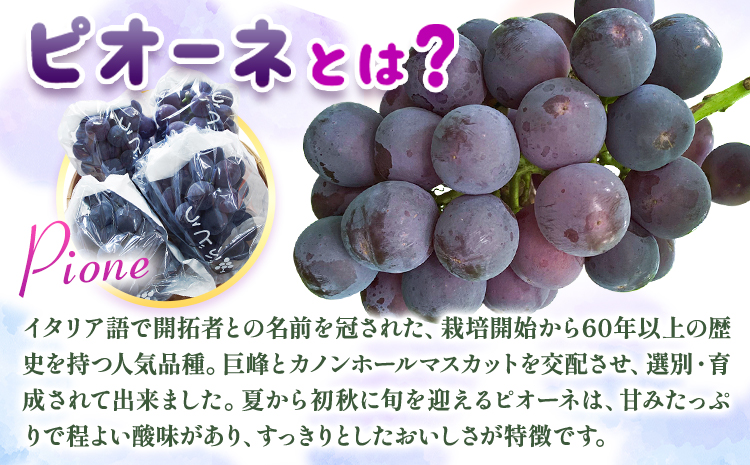 【先行予約】紀州和歌山産 ピオーネ先行2kg 3房-5房 魚鶴商店 《2026年8月下旬-9月下頃出荷》 和歌山県 日高町 フルーツ ぶどう 巨峰 2kg 和歌山県産 送料無料---wsh_cuot57_8g9j_25_20000_2kg---