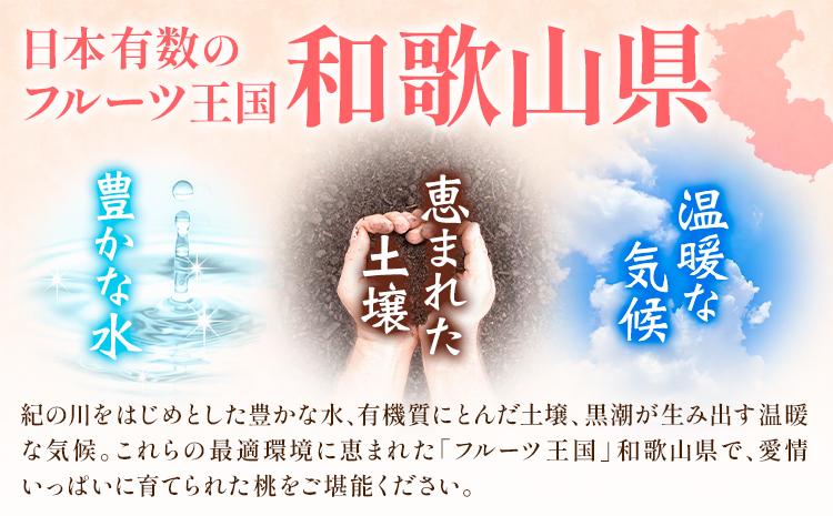 和歌山の厳選白桃【白鳳・清水白桃・川中島白桃 等】化粧箱入り 約2kg 池田鹿蔵農園《7月上旬-8月中旬頃出荷》