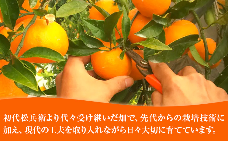 主井農園の季節のこだわりみのりセット ご家庭用 約 5kg 主井農園《2月中旬-4月下旬頃出荷予定》 和歌山県 日高町 柑橘 みかん オレンジ せとか 清見オレンジ たまみ 不知火 デコポン 八朔 レモン 果物 詰合せ 訳あり 送料無料---wsh_syi56_2c4g_25_12000_5kg---