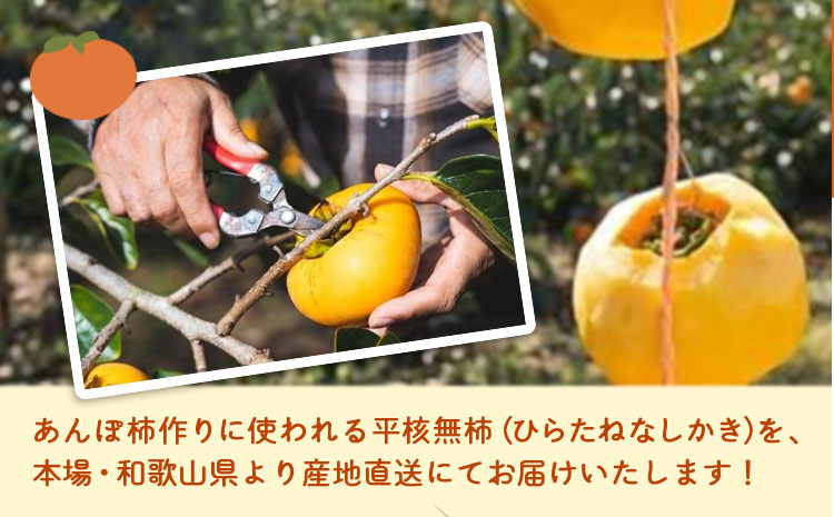 【2026年先行予約】T字枝付つるし柿用生渋柿 1.5〜2kg ふるさと農園《2026年10月中旬～11月上旬頃発送予定》---wsh_fsn1_10c11j_25_12000_2kg---