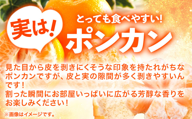 紀州和歌山有田産ポンカン5kg 株式会社魚鶴商店【2026年分先行予約】《2026年2月上旬-3月中頃出荷》和歌山県 日高町 ぽんかん フルーツ 柑橘---wsh_uot97_2j3c_25_16000_5kg---