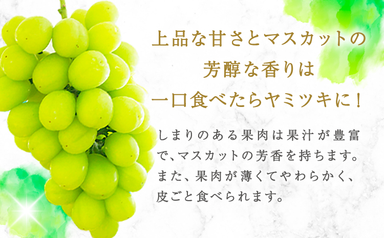紀州和歌山産 シャインマスカット 約 1kg 魚鶴商店《8月下旬-9月上旬頃出荷(土日祝除く)》マスカット 和歌山県 日高町 贈り物 ギフト ぶどう シャインマスカット---wsh_cuot56_8g9j_24_18000_1kg---st-p