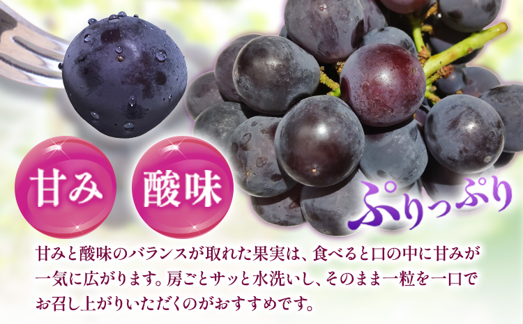 【先行予約】紀州和歌山産 ピオーネ先行2kg 3房-5房 魚鶴商店 《2026年8月下旬-9月下頃出荷》 和歌山県 日高町 フルーツ ぶどう 巨峰 2kg 和歌山県産 送料無料---wsh_cuot57_8g9j_25_20000_2kg---