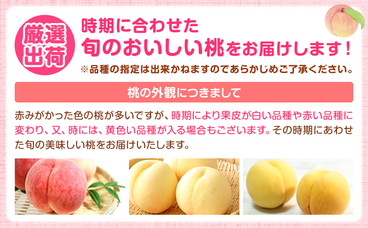 和歌山の厳選白桃【白鳳・清水白桃・川中島白桃 等】化粧箱入り 約2kg 池田鹿蔵農園《7月上旬-8月中旬頃出荷》