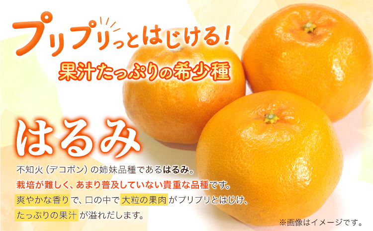 みかん はるみ ご家庭用 10kg+250g 傷み補償分 サイズ混合 池田鹿蔵農園@日高町《2月上旬-3月末頃出荷》和歌山県 日高町 フルーツ 果物 柑橘 希少品種 送料無料 訳あり【配送不可地域あり】---wsh_idn256_2j3m_25_26000_10kg---