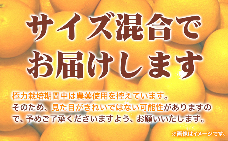 ＜1月より発送＞ 厳選 はっさく 2.5kg+250g（傷み補償分） 池田鹿蔵農園 日高町 《2026年1月上旬-3月末頃出荷》和歌山県 日高町 送料無料 はっさくみかん 八朔 はっさく ギフト【配送不可地域あり】---wsh_idn315_1j3m_25_9000_2500g---
