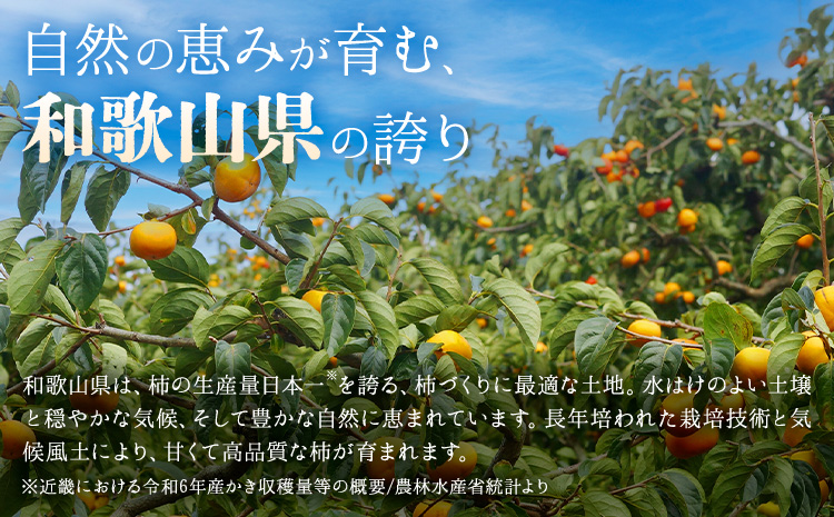 【2026年先行予約】柿 かき あんぽ柿用 T軸枝無 種なし 生渋柿 1.5~2kg ふるさと農園《10月中旬-11月上旬頃より発送予定(土日祝除く)》 和歌山県 日高町 贈り物 ギフトｰｰｰwsh_fsn15_10c11j_25_11000_612---