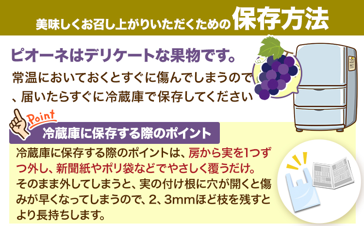 【先行予約】紀州和歌山産 ピオーネ先行2kg 3房-5房 魚鶴商店 《2026年8月下旬-9月下頃出荷》 和歌山県 日高町 フルーツ ぶどう 巨峰 2kg 和歌山県産 送料無料---wsh_cuot57_8g9j_25_20000_2kg---