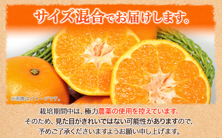 ＜2月より発送＞厳選 はるみ 2.5kg+250g（傷み補償分） 池田鹿蔵農園 日高町《2月上旬-3月末頃出荷》和歌山県 日高町 はるみ みかん 柑橘 フルーツ デコポンの姉妹品種 光センサー選別【配送不可地域あり】---wsh_idn325_2j3m_25_12000_2500g---