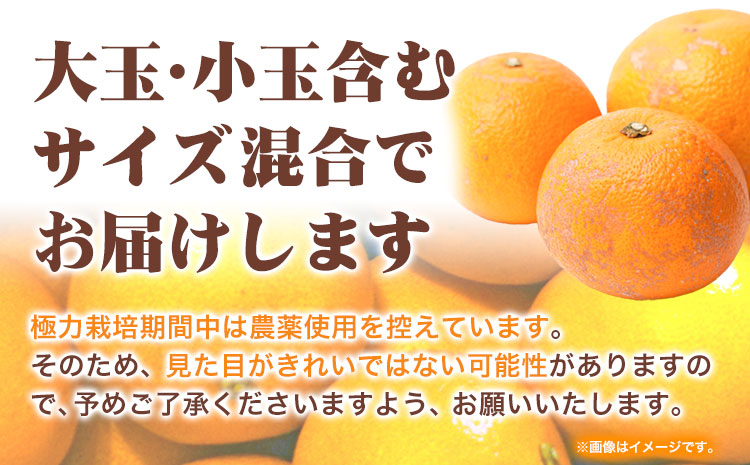 ＜1月より発送＞ご家庭用 訳あり はっさく 八朔 みかん 約2.5kg+250g（傷み補償） 池田鹿蔵農園 日高町《2026年1月上旬-3月末頃出荷》和歌山県 日高町 送料無料 はっさくみかん 八朔 訳ありはっさく【配送不可地域あり】---wsh_idn317_1j3m_25_8000_2500g---