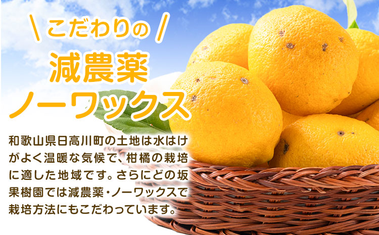 レモン訳あり国産レモン5kg(サイズ混合)ノーワックス減農薬どの坂果樹園《2026年2月上旬-5月末頃出荷》れもん檸檬家庭用旬新鮮果物柑橘フル---wsh_dsk4_ac25_24_10000_5kg---｜レモンレモンレモンレモンレモンレモンレモンレモンレモンレモンレモンレモンレモンレモンレモンレモンレモン