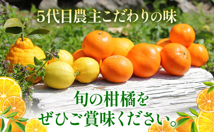 主井農園の季節のこだわりみのりセット 約5kg 主井農園《2月中旬-4月下旬頃出荷予定》 和歌山県 日高町 柑橘 みかん オレンジ せとか 清見オレンジ たまみ 不知火 デコポン 八朔 レモン 果物 フルーツ 詰合せ セット 送料無料---wsh_syi55_2c4g_25_19000_5kg---