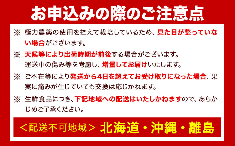 樹上完熟 ご家庭用 訳あり はっさく 八朔 みかん 10kg ＋250g (傷み補償分) 池田鹿蔵農園 @日高町《4月上旬-5月末頃出荷》和歌山県 日高町 送料無料 はっさくみかん 家庭用 光センサー選別 訳あり八朔 訳ありはっさく【配送不可地域あり】---wsh_idn346_4j5m_25_19000_10kg---