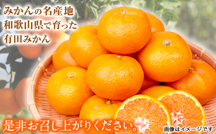 【先行予約】【ご家庭用訳アリ】 紀州有田産 濃厚完熟温州みかん 約2kg 魚鶴商店《2026年11月下旬-2027年1月下旬頃出荷》 和歌山県 日高町 みかん 温州みかん 完熟 濃厚 柑橘 ご家庭用 ---wsh_uot212_11g1g_25_6000_2kg---