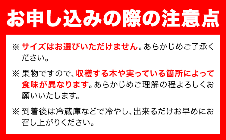 迫力満点！大粒 有田みかん 2L-4Lサイズ 約2kg 有田マルシェ《11月上旬-1月上旬頃出荷》和歌山県 日高町 みかん 大粒 有田みかん 温州みかん 柑橘 フルーツ ミカン 蜜柑---wsh_arm53_11j1j_25_6000_2kg---