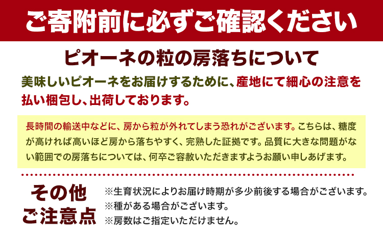 【先行予約】紀州和歌山産 ピオーネ先行2kg 3房-5房 魚鶴商店 《2026年8月下旬-9月下頃出荷》 和歌山県 日高町 フルーツ ぶどう 巨峰 2kg 和歌山県産 送料無料---wsh_cuot57_8g9j_25_20000_2kg---