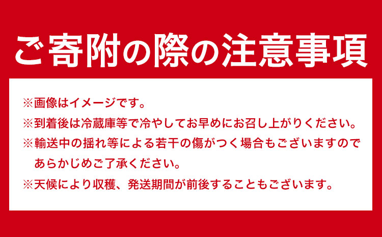 【先行予約】紀州和歌山県ブランドいちご「まりひめ」約250g×4パック 計1kg 株式会社魚鶴商店《2026年3月上旬-3月下旬頃出荷》和歌山県 日高町 いちご 苺 まりひめ フルーツ 果物 スイーツ 送料無料 ---wsh_cuot101_3j3g_25_18000_4p---
