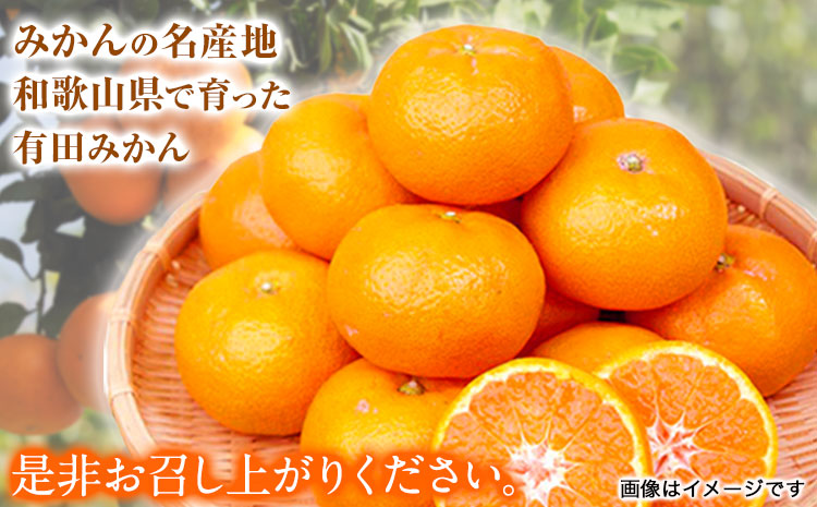 【先行予約】【ご家庭用訳アリ】紀州有田産濃厚完熟温州みかん約7.5kg魚鶴商店《2026年11月下旬-2027年1月下旬頃出荷》ご家庭用---wsh_uot218_11g1g_25_15000_7500g---